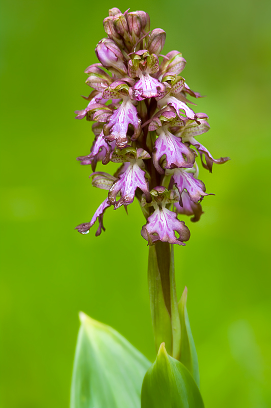 Orchidee di Taranto